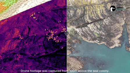 Using thermal drone to survey seals on Burhou