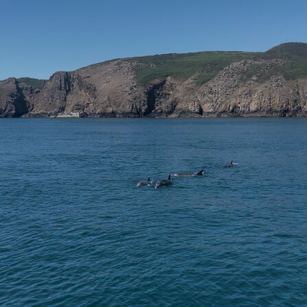 Four dolphins swimming past a rocky island.