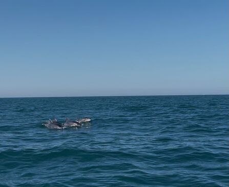Three dolphins surfacing in open ocean with blue sky behind.