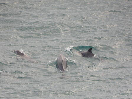 Three grey dolphins swimming away from the camera.