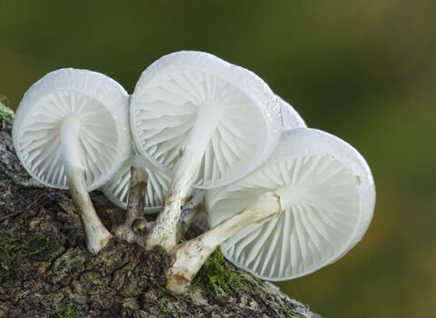 Porcelain Fungus
