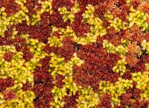 Sphagnum Moss