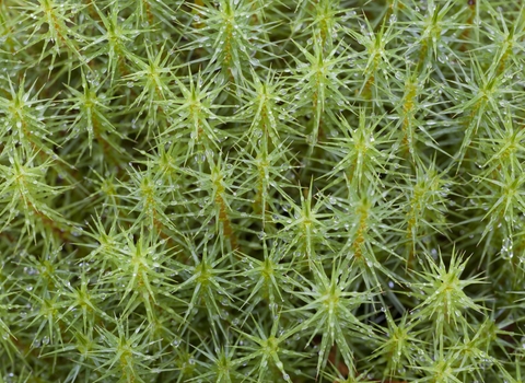 Common Haircap/Marsh Hair Moss (Polytrichum commune)