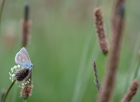 Common Blue butterfly