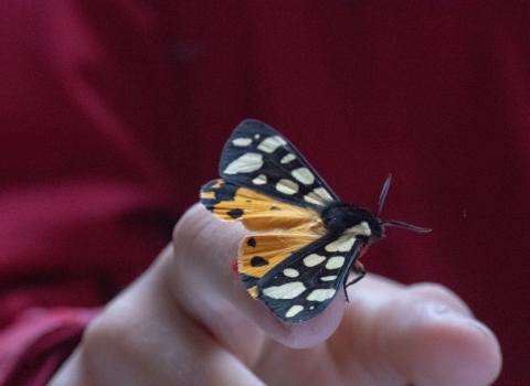 Cream spot tiger moth