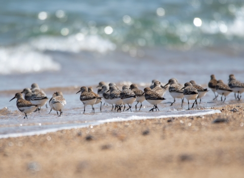 Wading birds