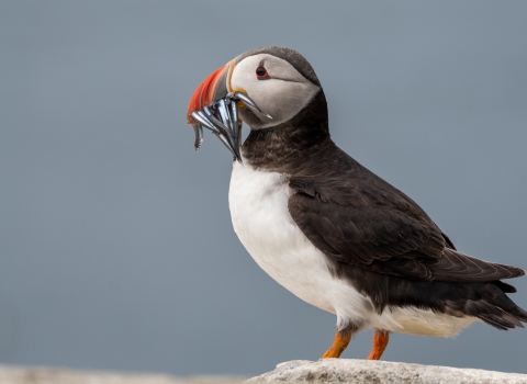 puffin with sandeels