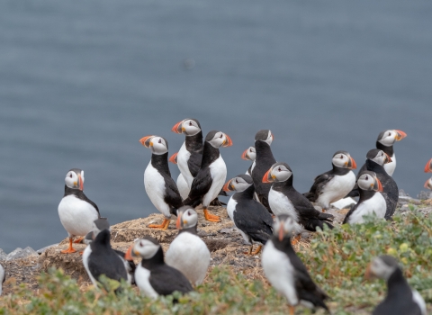 Puffins