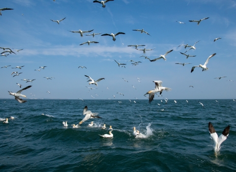 Gannets diving JC 