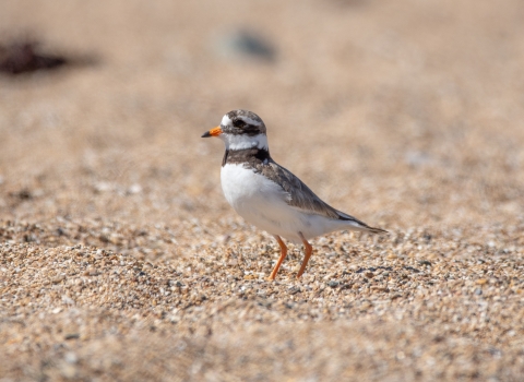 Ringed Plover