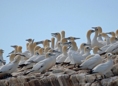 Alderney gannets