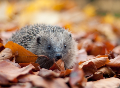 hedgehog