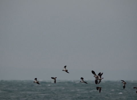 Lapwings flying 