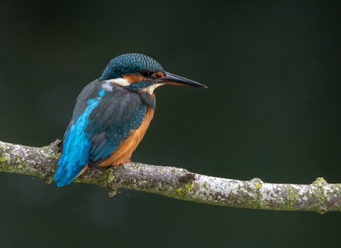 Kingfisher