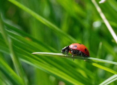 Ladybird on grass