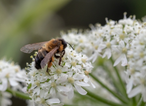 Bee on flower