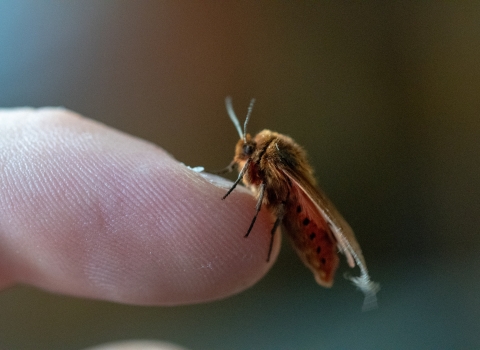 Ruby Tiger Moth on finger