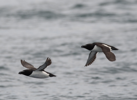 Razorbills flying