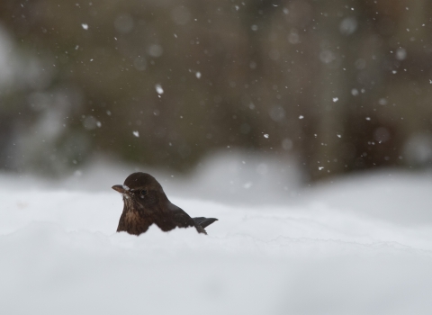 Female blackbird in the snow