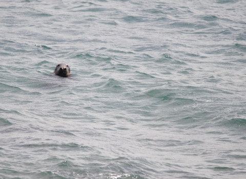 Grey Seal