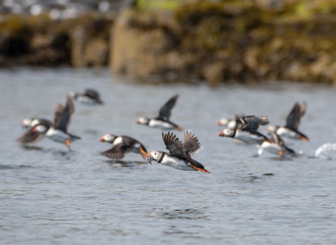 Puffins flying with sand eels