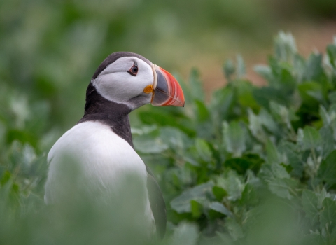 Puffin and greenery