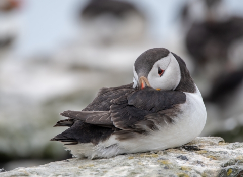 Puffin with beak tucked