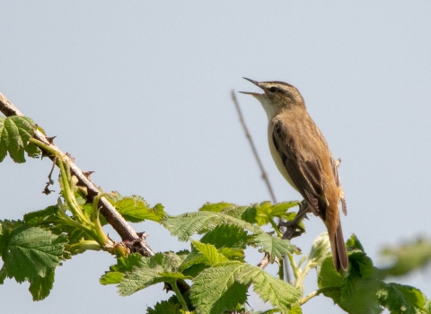 Sedge warbler