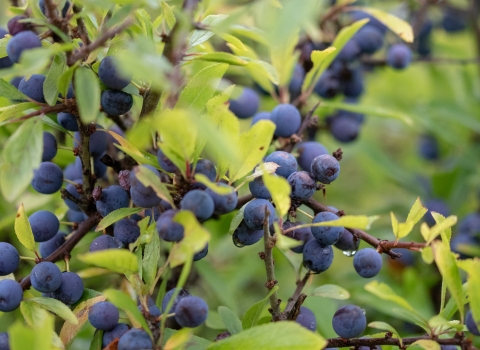 Sloes