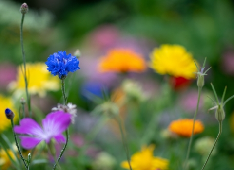 Summer flowers