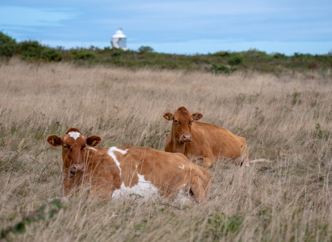 Conservation herd by the coast