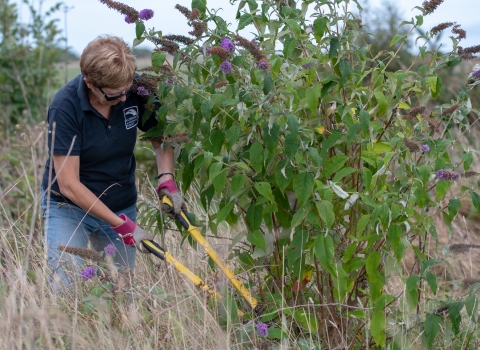 Conservation Volunteer