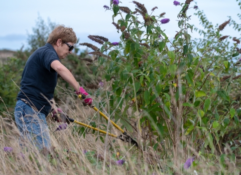 conservation volunteering 