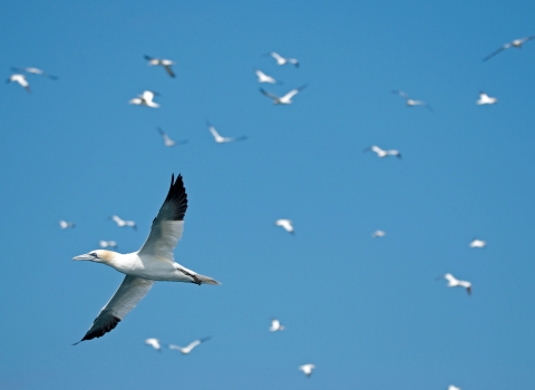 Gannets flying
