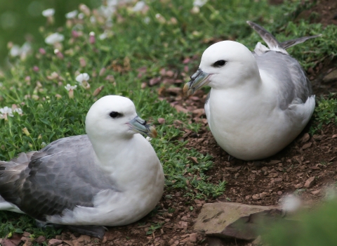 two fulmars 