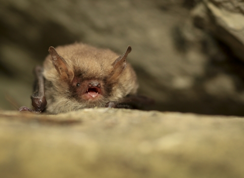 Natterer's Bat - photo taken under license 