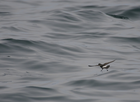 Storm Petrel 