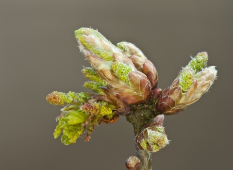 Oak buds