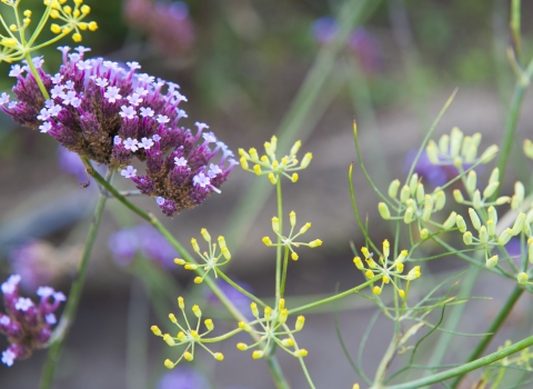 Wild garden flowers 