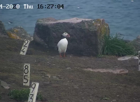 First puffin of 2020 