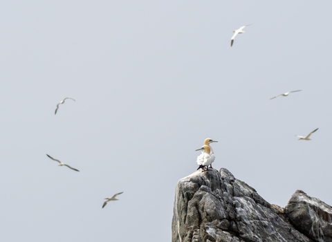 gannets