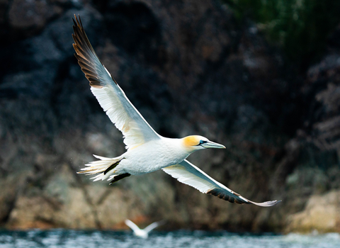 gannet flying