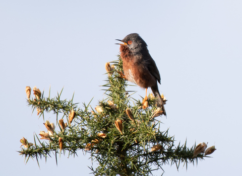 dartford warbler