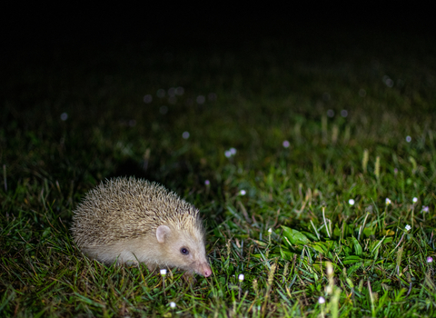 Blonde hedgehog in daisies