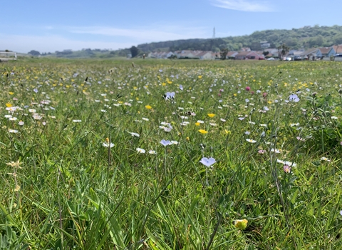 Braye common wildflowers