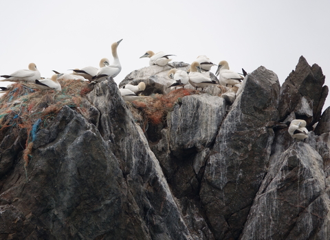 Gannets on LE