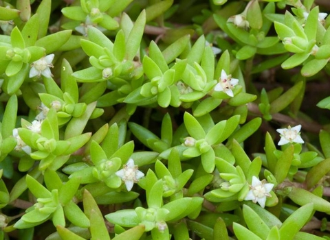 NZ pygmyweed