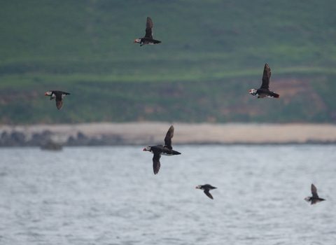 Puffins with fish