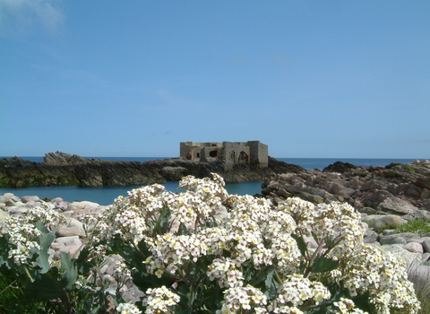 Sea kale and fort in summer