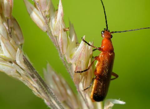 Soldier beetle